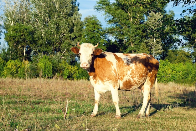 Krowa na łące