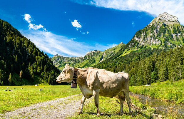 Krowa Na Oberseetal W Alpach Szwajcarskich