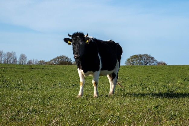 krowa na polu patrząc na człowieka z kamery
