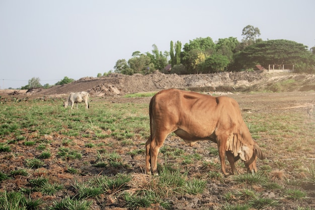 Krowa na polu.