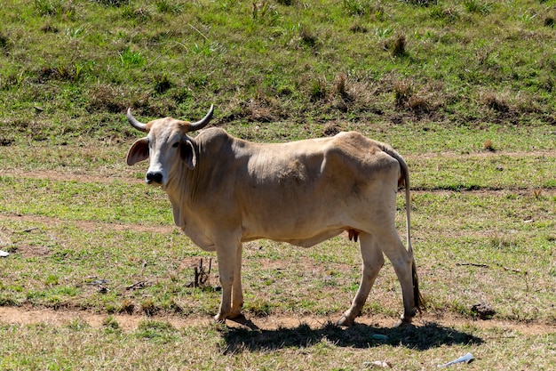 Krowa Nelore na pastwisku