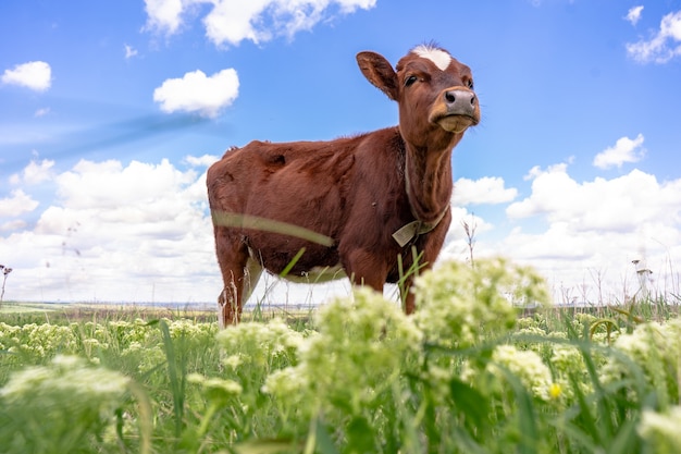 Krowa pasąca się na polu z zieloną trawą i błękitnym niebem, małe brązowe cielę