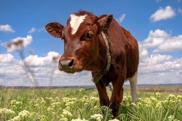 Krowa pasąca się na polu z zieloną trawą i błękitnym niebem, małe brązowe cielę
