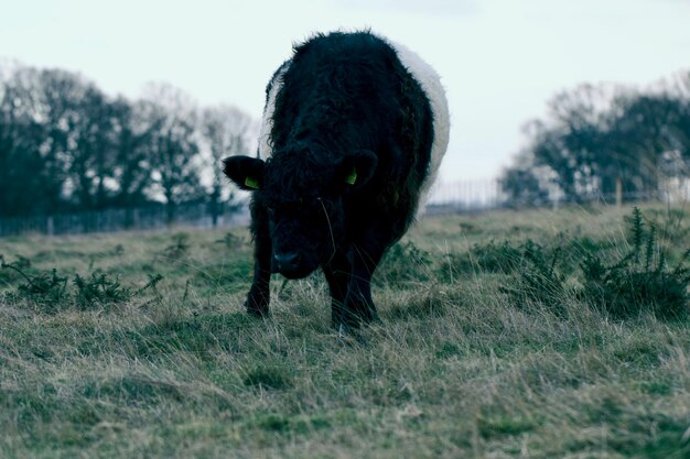 Zdjęcie krowa pasząca się na trawie w richmond park