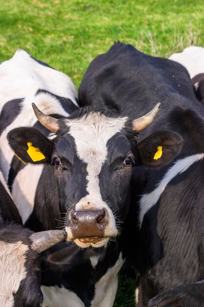 Zdjęcie krowa patrząca w kamerę