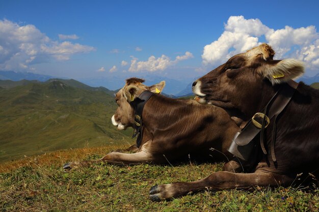 Zdjęcie krowa siedząca na polu na tle nieba