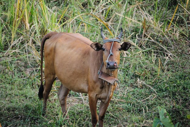 Zdjęcie krowa stojąca na polu