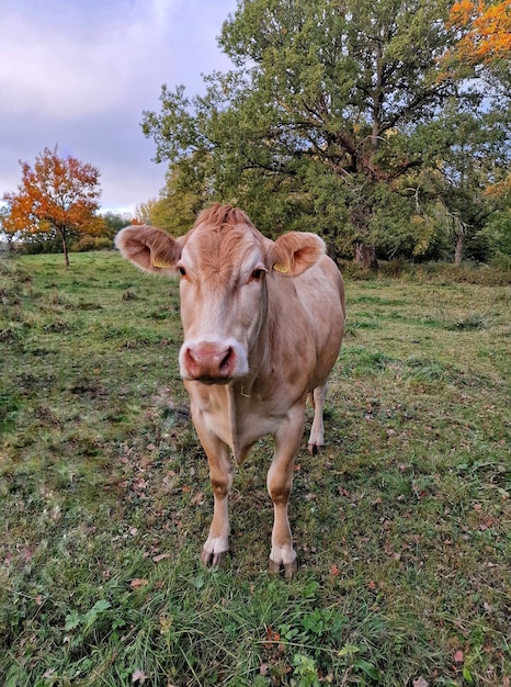 Zdjęcie krowa stojąca na polu