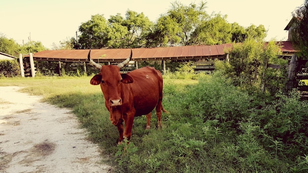 Krowa stojąca na trawiastym polu na tle nieba