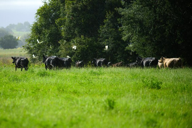 Krowa w gospodarstwie pasąca się na zielonej łące natura