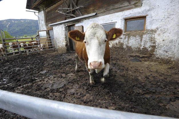 Zdjęcie krowa w otwartym stodołowym wyjściu do ćwiczeń dla bydła na farmie