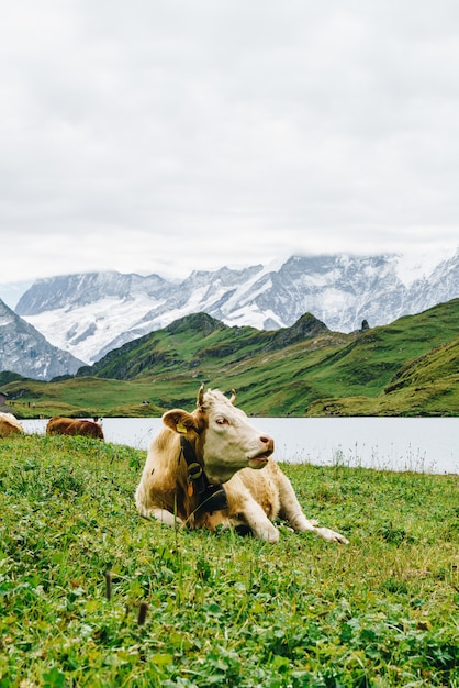 Krowa W Szwajcarii Alpy Górskie Grindelwald Najpierw