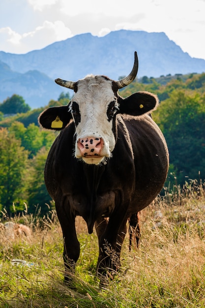 Krowa wygląda na klatkę. Czarnogóra, Park Narodowy Durmitor