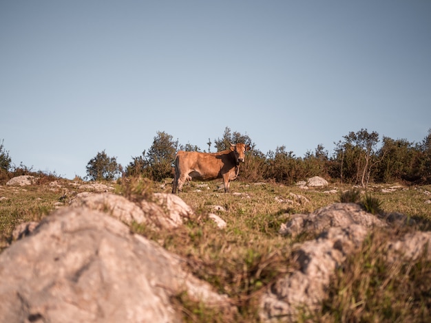 Krowa z dużymi rogami w górach