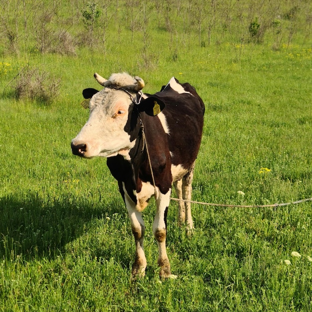 Krowa z liną przywiązaną do szyi stoi na polu trawy.