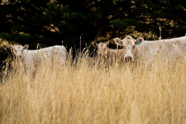 Krowa z metką na uchu stoi na polu wysokiej trawy.