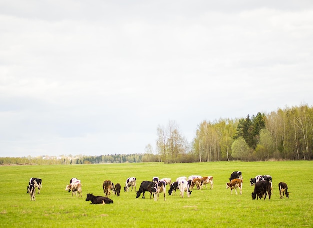 Krowy Chodzą Po Zielonym Polu Koncepcja Hodowli I Hodowli Zwierząt