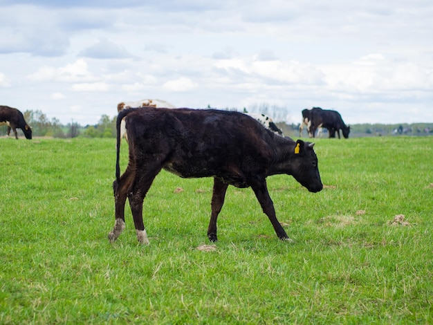 Krowy chodzą po zielonym polu koncepcja hodowli i hodowli zwierząt