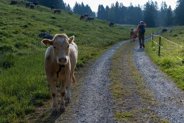 Zdjęcie krowy chodzące po polu