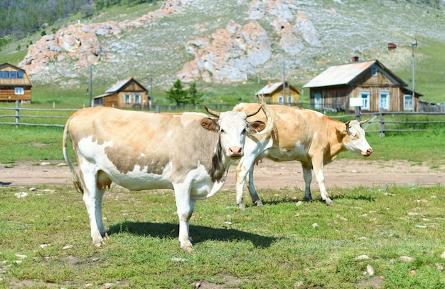 Krowy cieszące się latem we wsi Uzur Olkhon