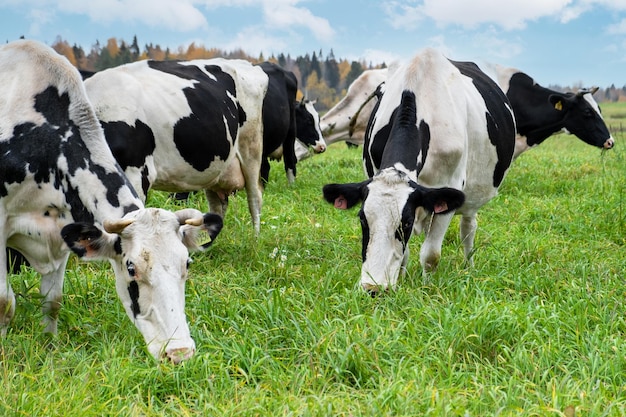 Krowy gospodarskie pasą się na łące z zieloną trawą