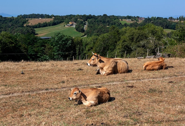 Krowy gromadzą się latem na polu z wysuszoną trawą