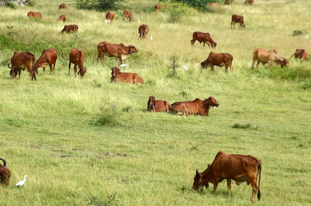 Krowy i byki pasą się na bujnym trawiastym polu