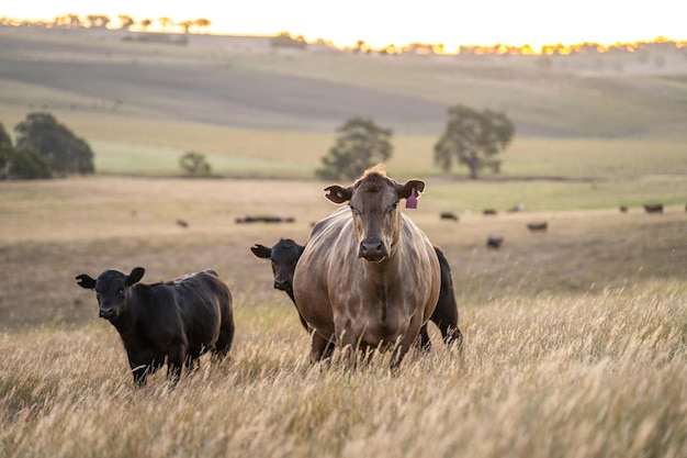 krowy i cielęta pasą się na suchej wysokiej trawie na wzgórzu latem w Australii piękne tłuste stado bydła na farmie w Australii latem