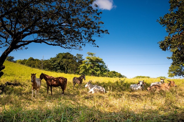 Krowy i konie na lądzie drzewa błękitne niebo i zielona trawa