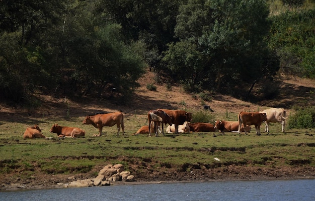 Krowy i konie odpoczywają na łące w pobliżu brzegu rzeki