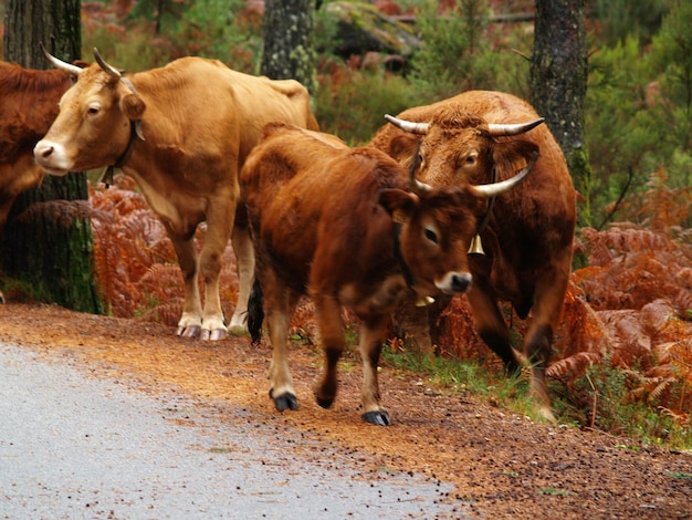 Zdjęcie krowy idące ulicą