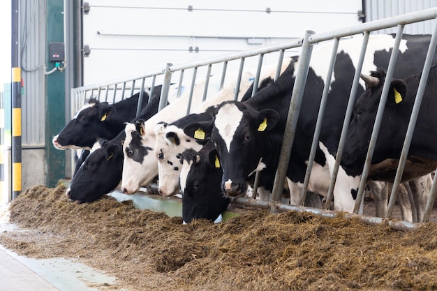 Krowy mleczne jedzą mieszanki paszowe na nowoczesnej farmie mlecznej