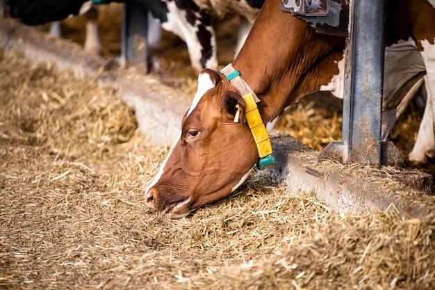 Krowy mleczne jedzące w nowoczesnej bezpłatnej hodowli bydła