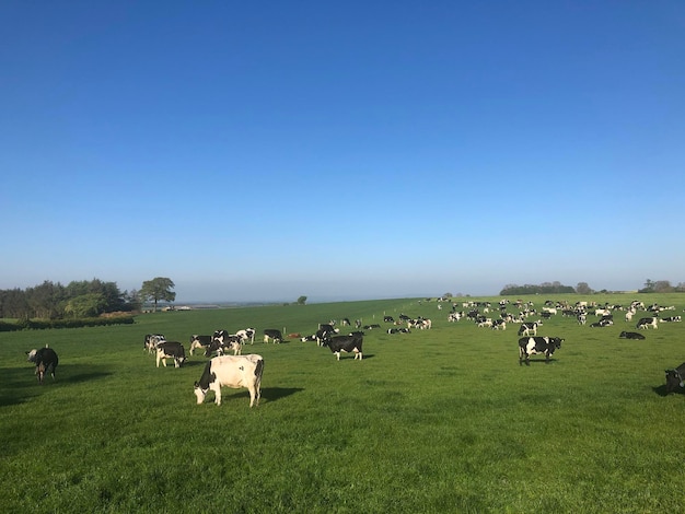 Krowy mleczne na polu w Yorkshire Dales