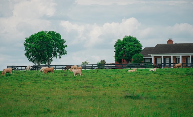 Krowy mleczne pasące się w polu Krowy na letnim pastwisku