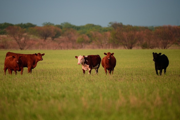 Krowy na letnim pastwisku Wiosną pasą się na zielonym polu rolniczym