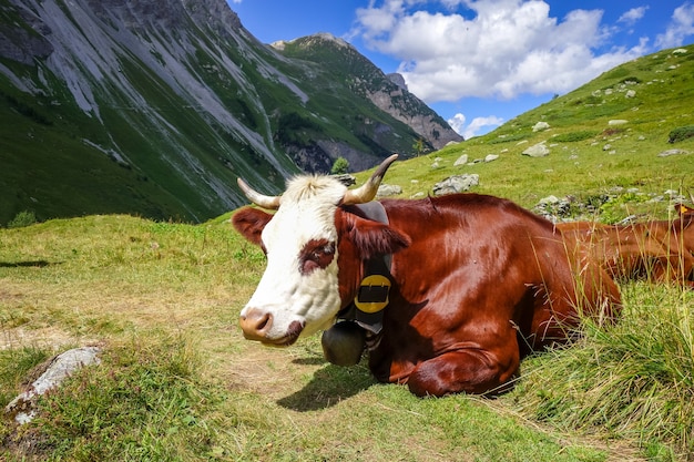 Krowy na pastwisku alpejskim, Pralognan la Vanoise, Alpy Francuskie