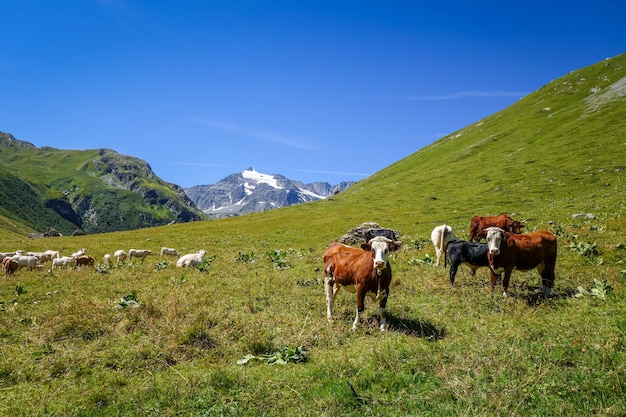 Krowy na pastwisku alpejskim, Pralognan la Vanoise, Alpy Francuskie