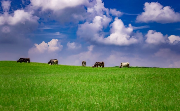 Krowy Na Polu Jedzące Trawę Kilka Krów Na Zielonym Polu Z Niebieskim Niebem I Przestrzenią Do Kopiowania, Zielone Pole Z Krowami Jedzącymi Trawę I Pięknym Niebieskim Niebem