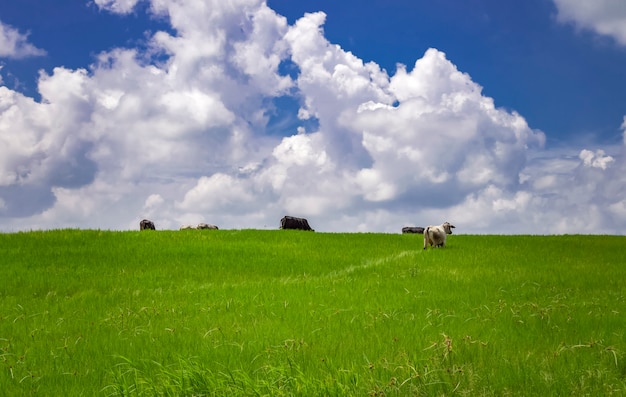 Krowy na polu jedzące trawę, zdjęcie kilku krów na zielonym polu z niebieskim niebem i kopią przestrzeni, zielone pole z krowami jedzącymi trawę i pięknym błękitnym niebem