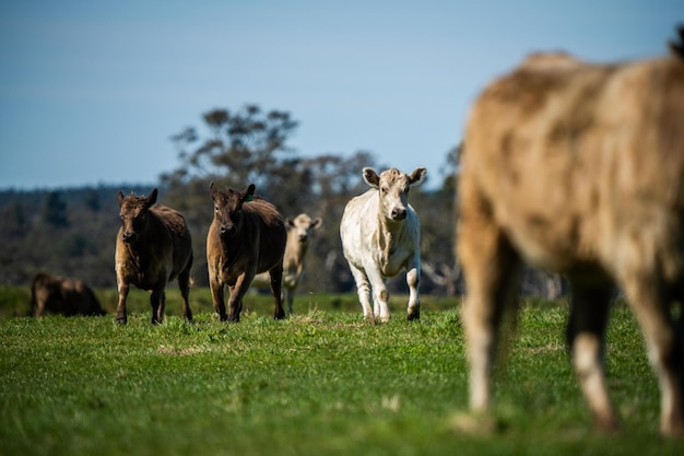 Krowy na polu pasącym się na pastwisku w Australii
