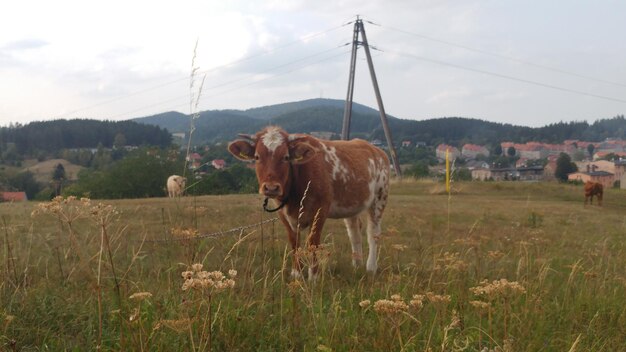 Zdjęcie krowy na polu