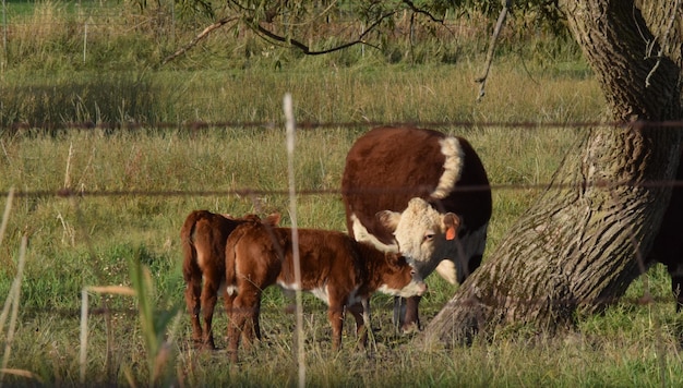 Zdjęcie krowy na polu
