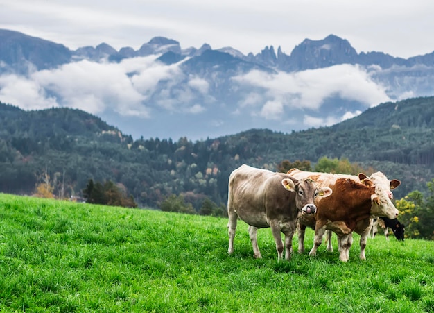 Krowy na zielonej alpejskiej łące Południowy Tyrol Włochy