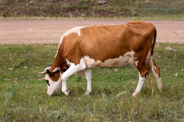 Krowy pasą się latem na łące Bydło w gospodarstwie