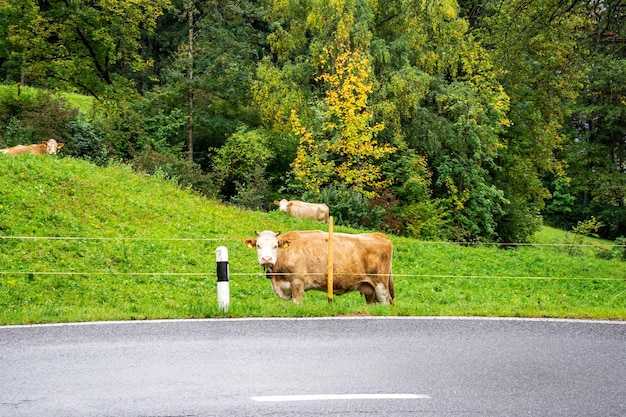 krowy pasą się na alpejskiej łące. Pocztówka Alpy, koncepcja wycieczki po górach