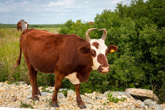 Krowy pasą się na łące przy słonecznej pogodzie.