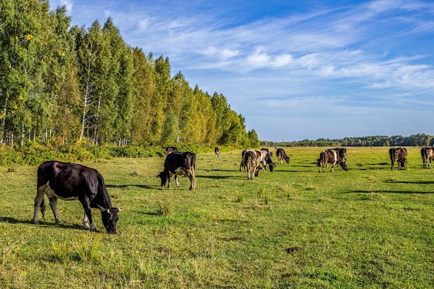 Krowy pasą się na łące w jasny, słoneczny letni dzień