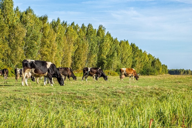 Krowy pasą się na łące w jasny, słoneczny letni dzień