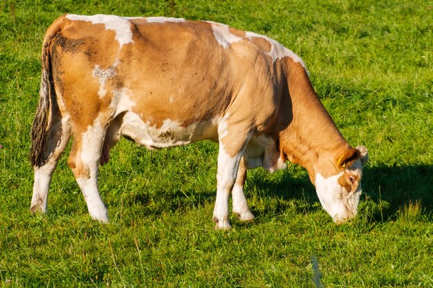 Krowy pasą się na letnim zielonym polu i jedzą trawę